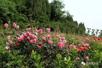 《寺外桃源講花卉》–你們知道怎么區(qū)別藤本月季和薔薇嗎？
