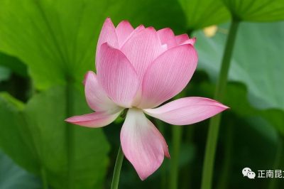 《寺外桃源講花卉》–接天蓮葉無窮碧，映日荷花別樣紅