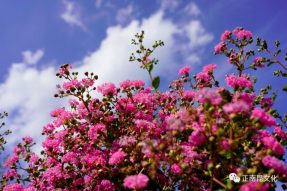 “紫薇問意” 一 去寺外桃源，紫薇花兒對你說…….。